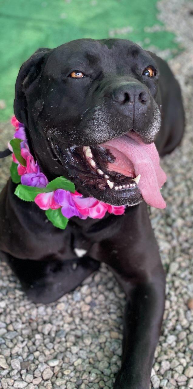 Enlarge Ceecee, a ADOPTABLE mixed breed in Colusa, CA image 5/6