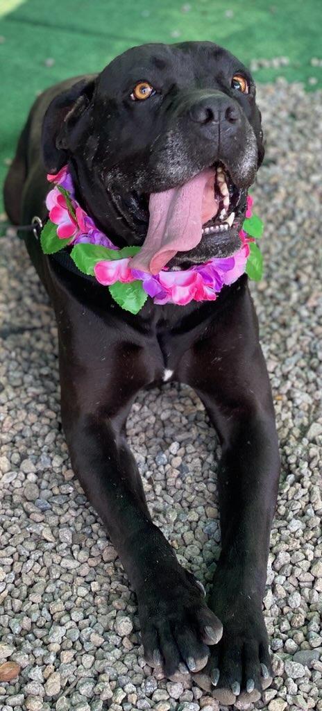 Enlarge Ceecee, a ADOPTABLE mixed breed in Colusa, CA image 2/6