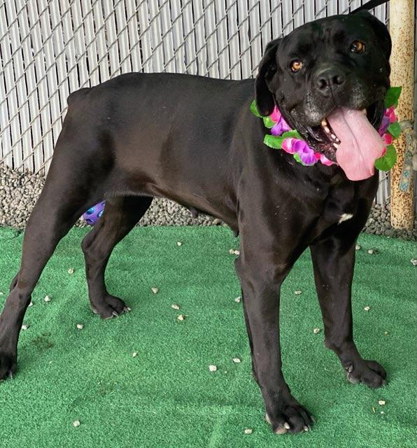 Enlarge Ceecee, a ADOPTABLE mixed breed in Colusa, CA image 4/6