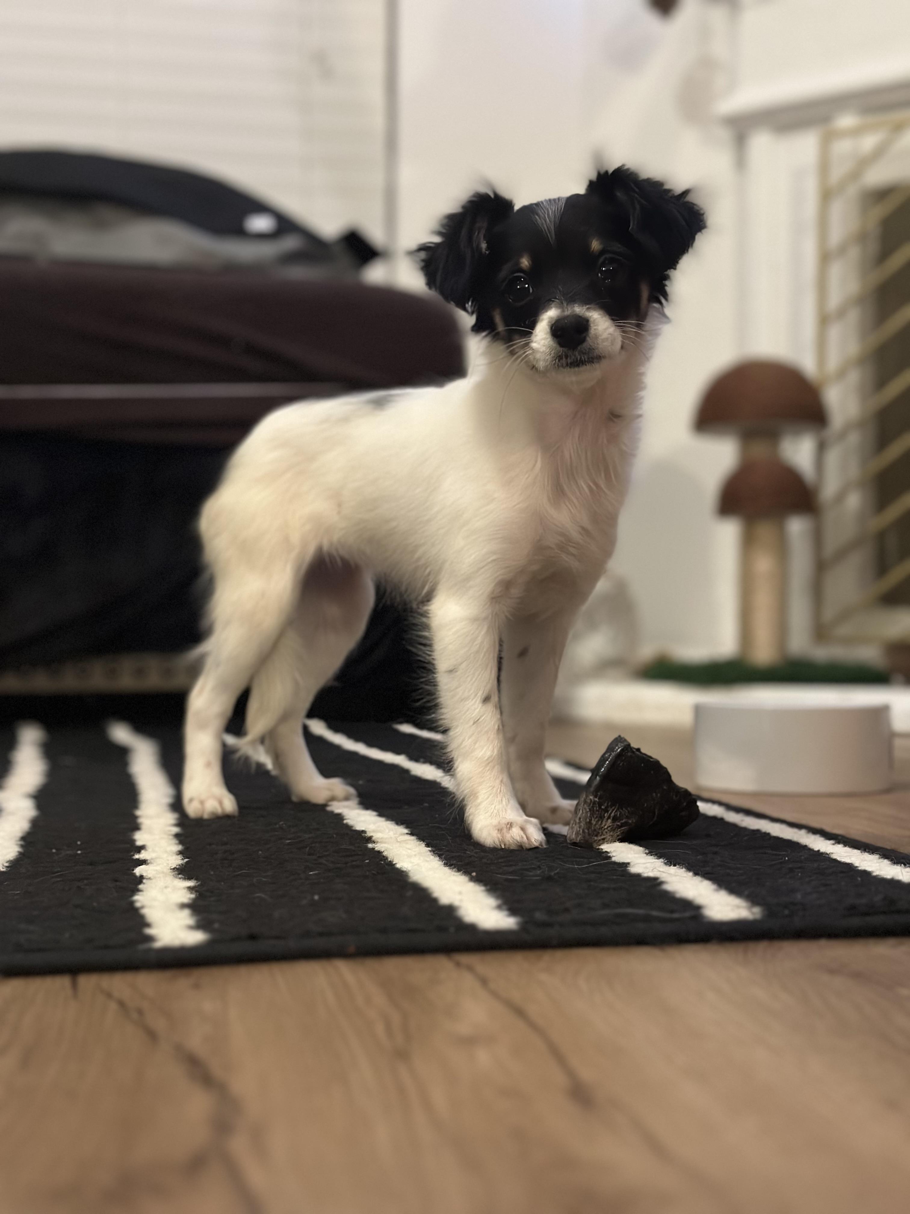 Cosette, a ADOPTABLE mixed breed in Atlanta, GA image 2/6