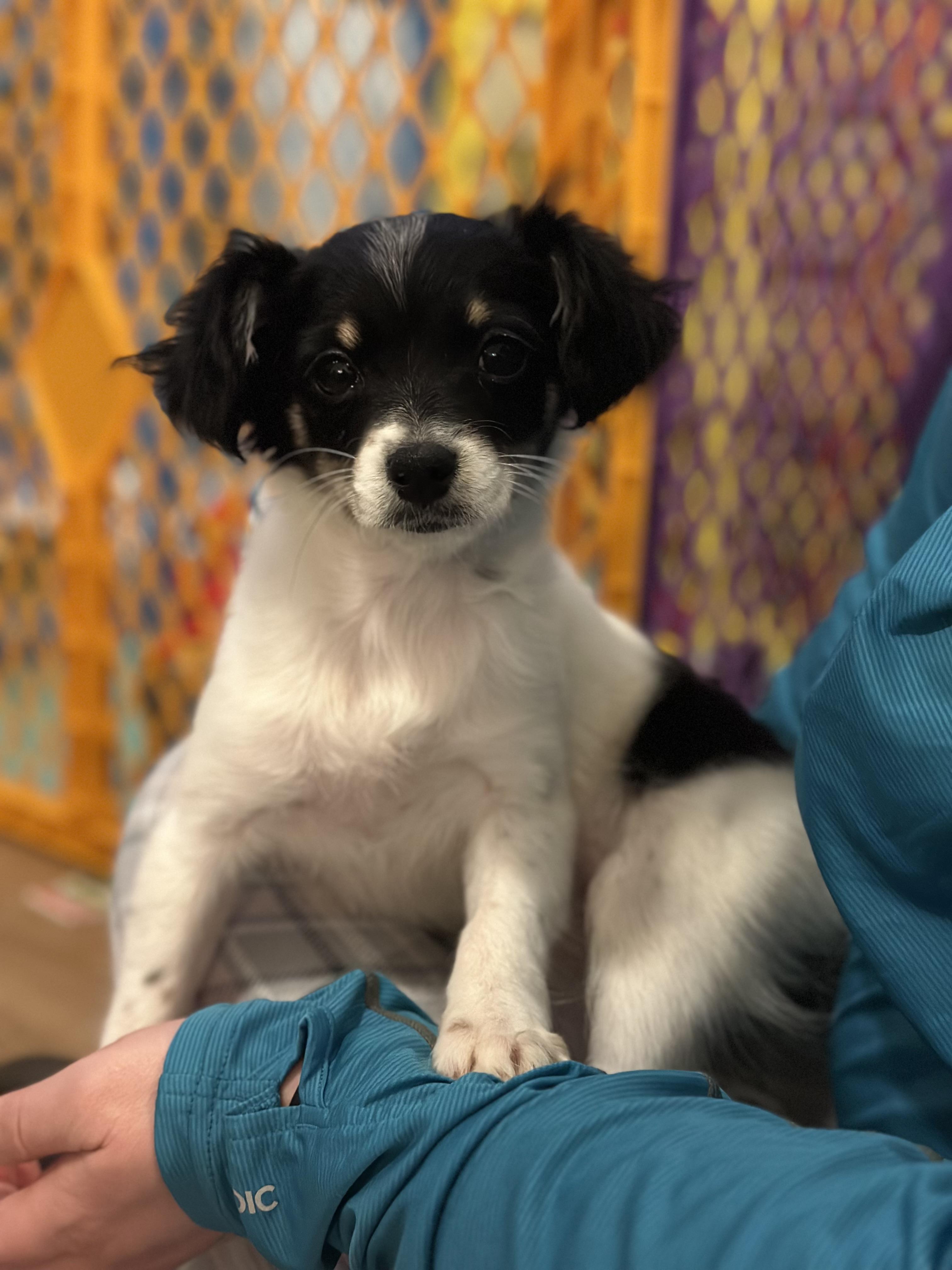 Cosette, a ADOPTABLE mixed breed in Atlanta, GA image 3/6