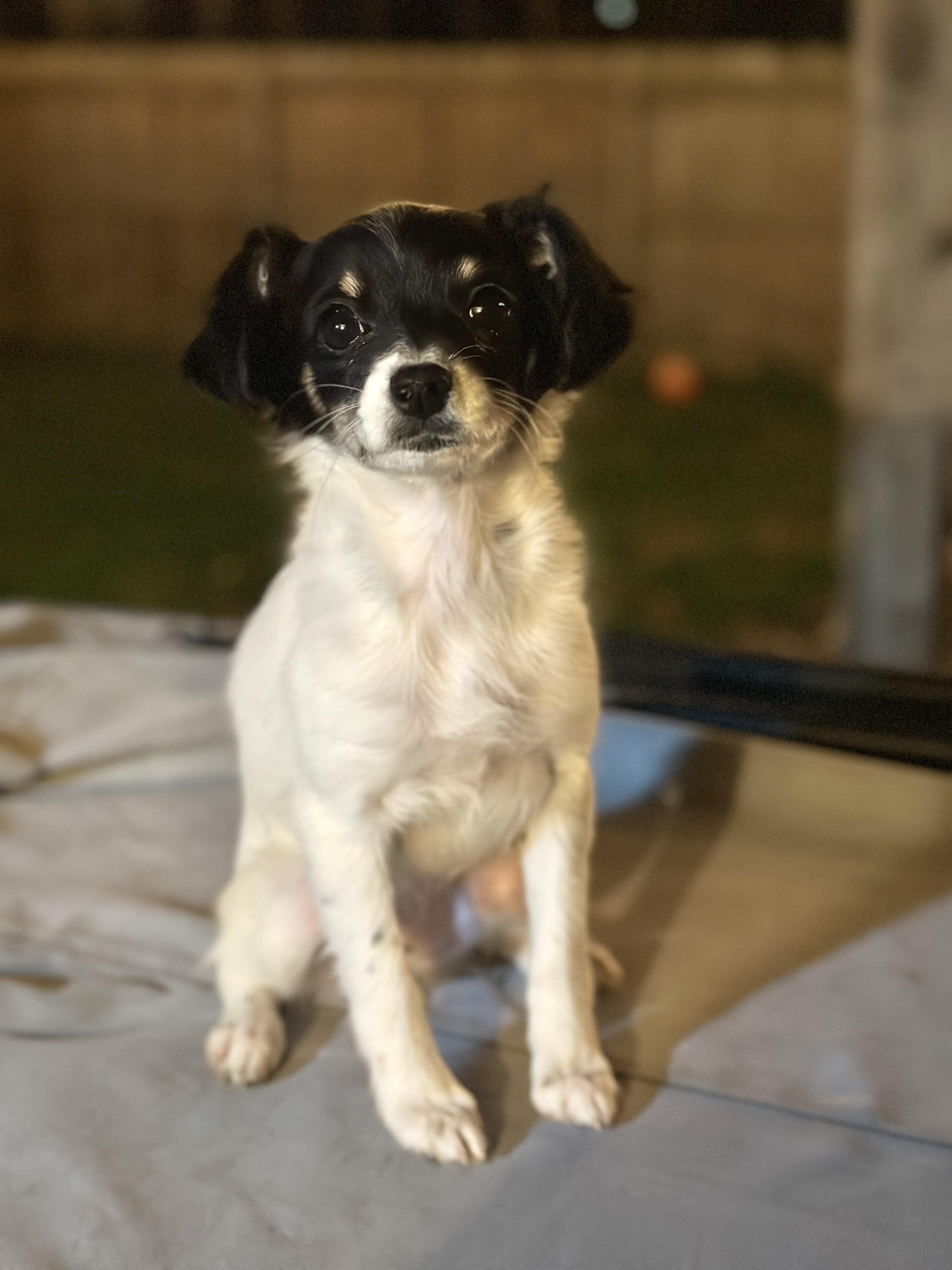 Cosette, a ADOPTABLE mixed breed in Atlanta, GA image 4/6