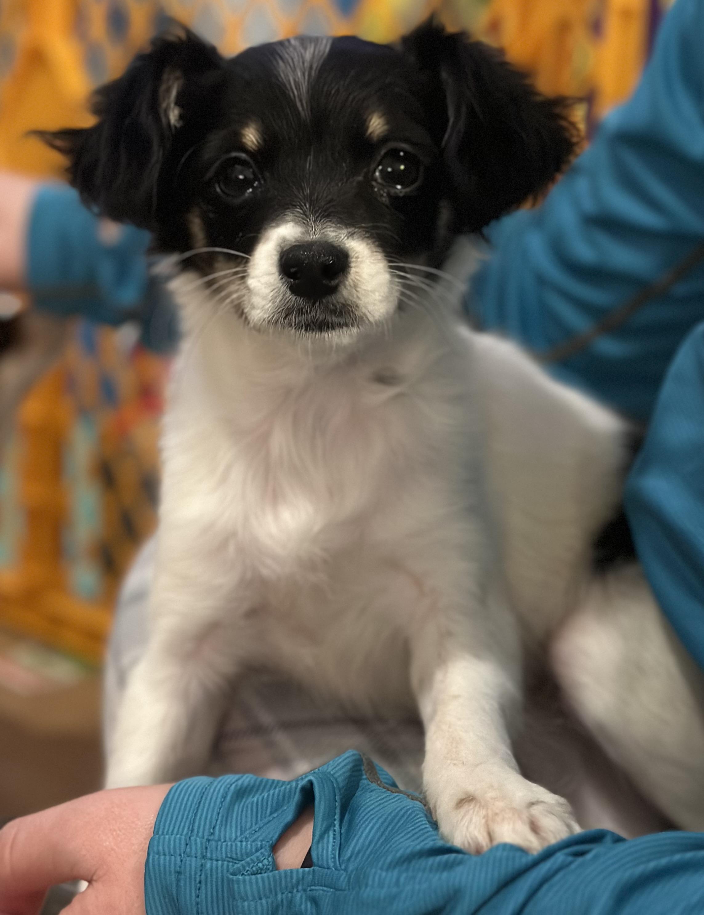 Cosette, a ADOPTABLE mixed breed in Atlanta, GA image 6/6