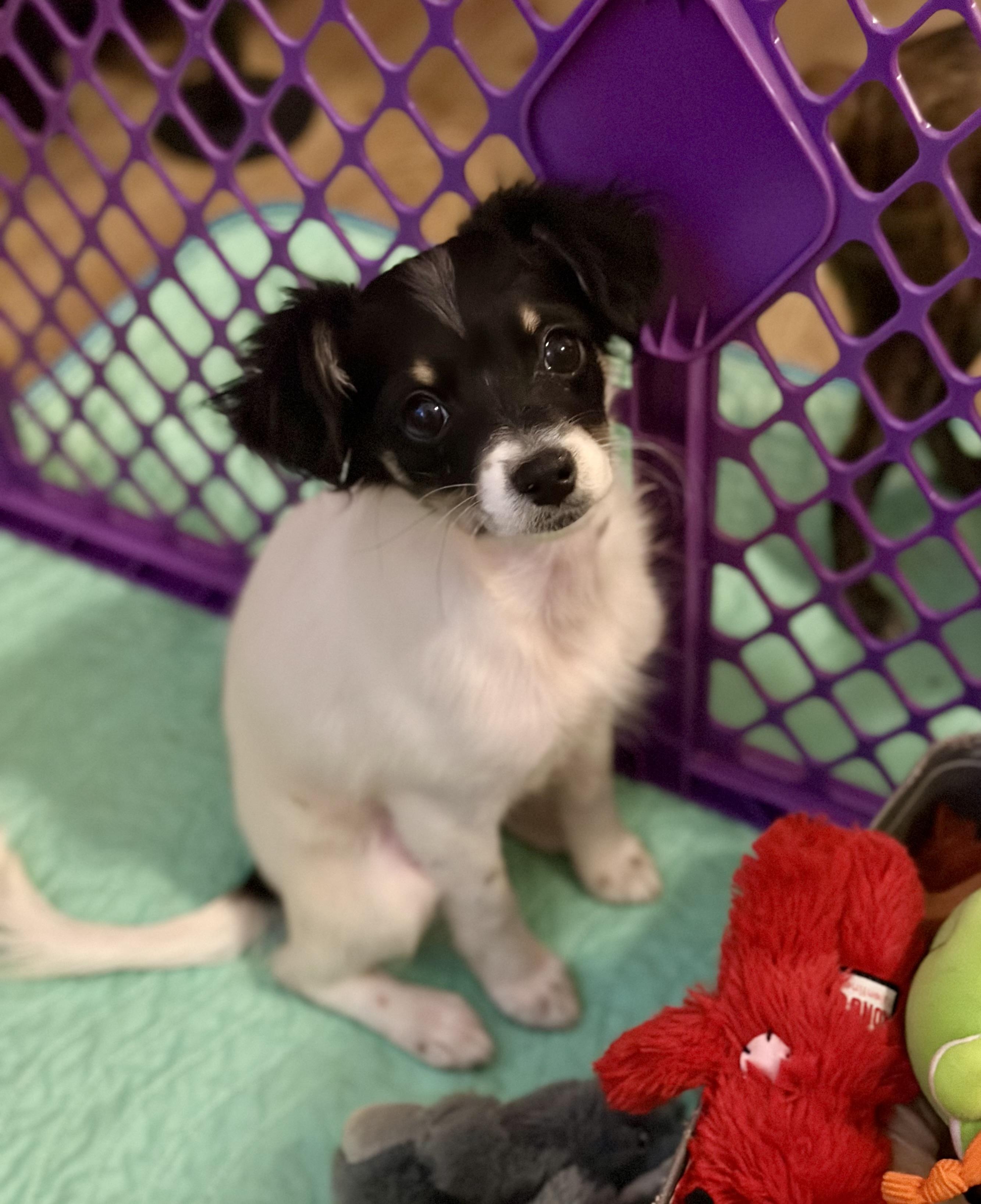 Cosette, a ADOPTABLE mixed breed in Atlanta, GA image 5/6