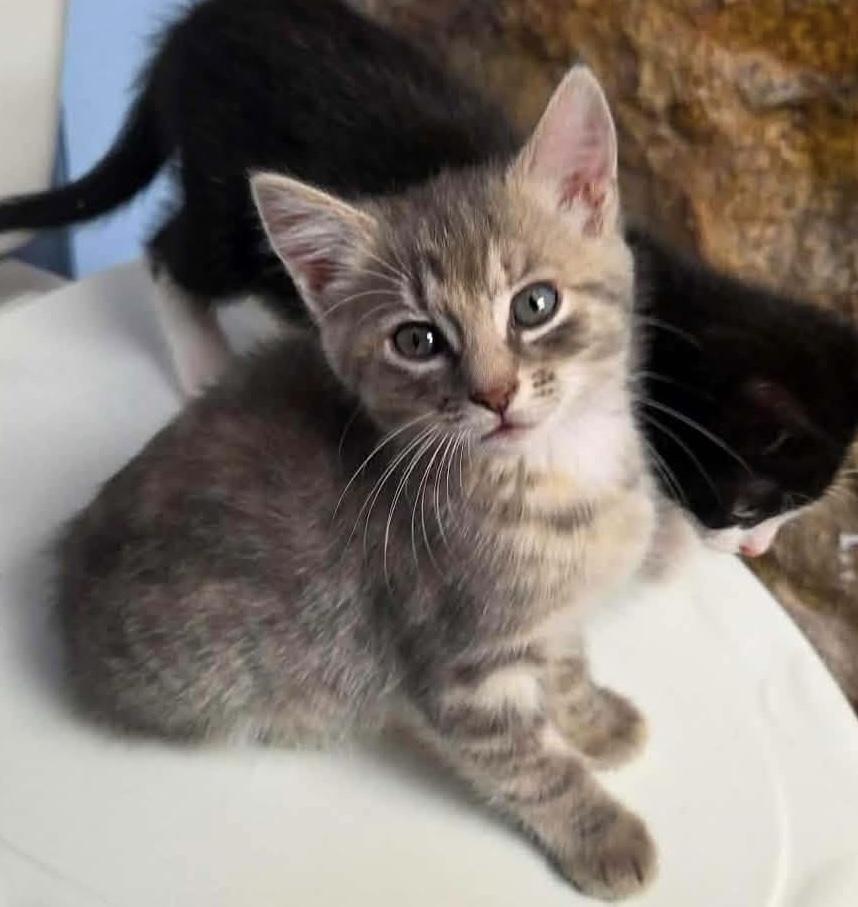 Enlarge Loretta, a ADOPTABLE Domestic Short Hair in Breinigsville, PA image 1/1