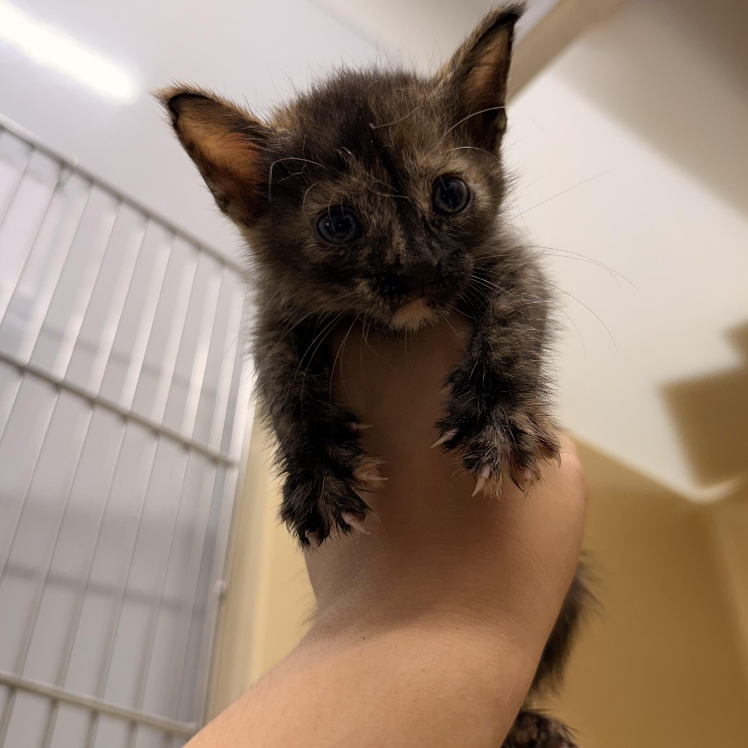 Melanie, adoptable, Kitten Male Domestic Short Hair.