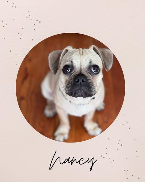 NANCY, adopted, Young Female Pug.
