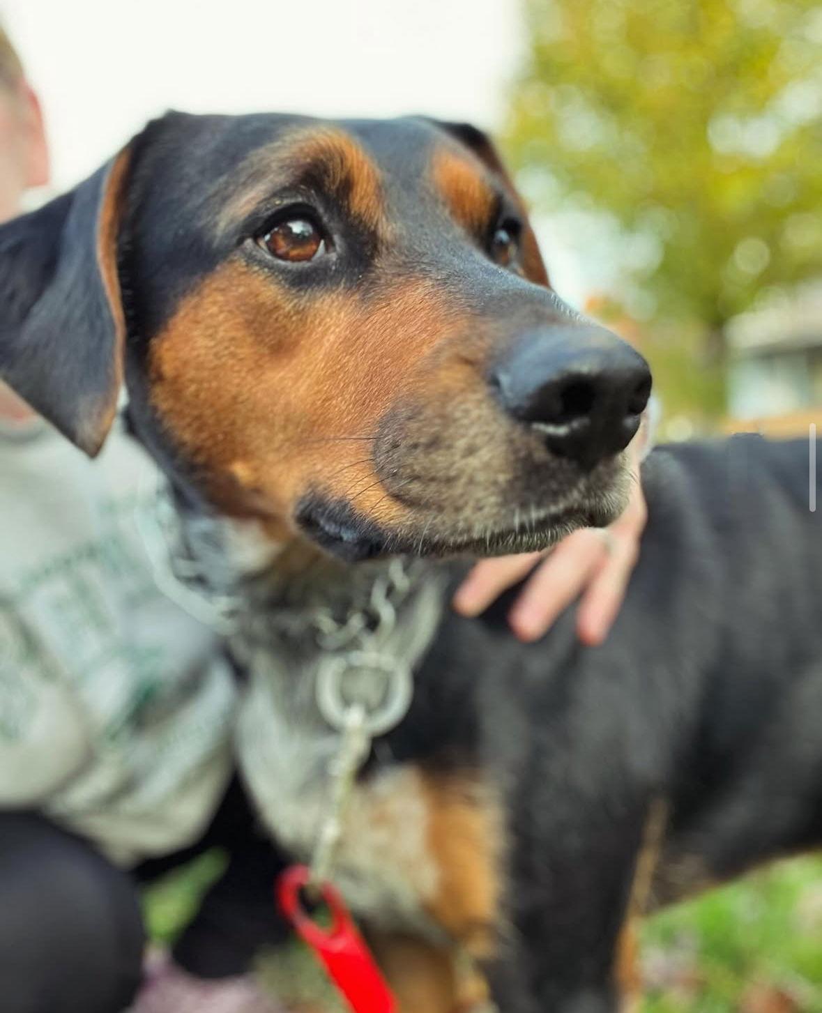 Enlarge Roger, a Adoptable Coonhound in Clinton, MI image 1/2