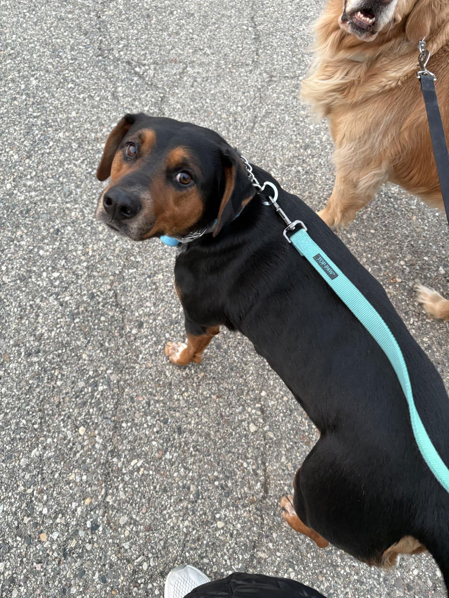 Enlarge Roger, a Adoptable Coonhound in Clinton, MI image 2/2