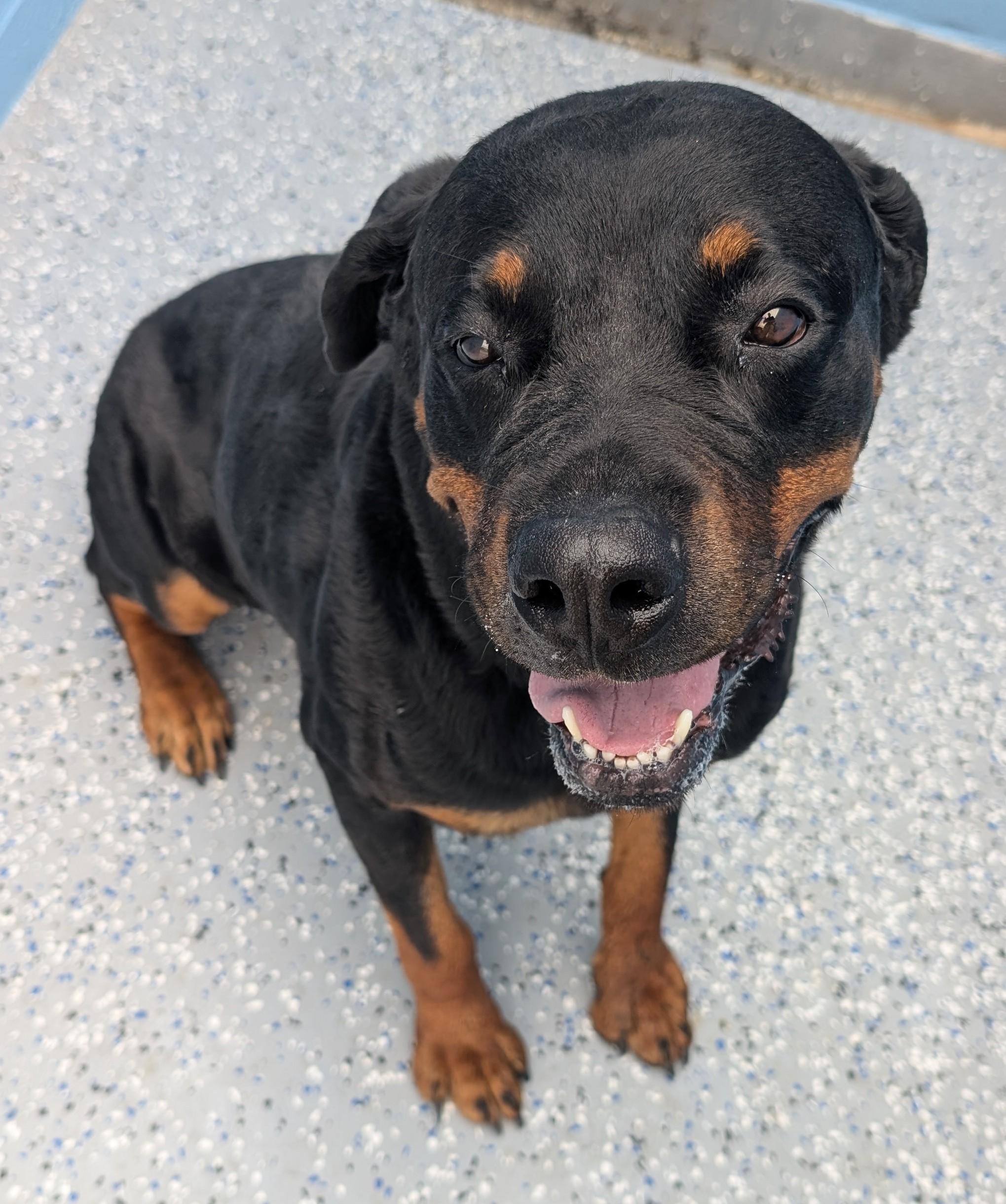 Enlarge Ella, a ADOPTABLE Rottweiler in Benson, AZ image 2/3