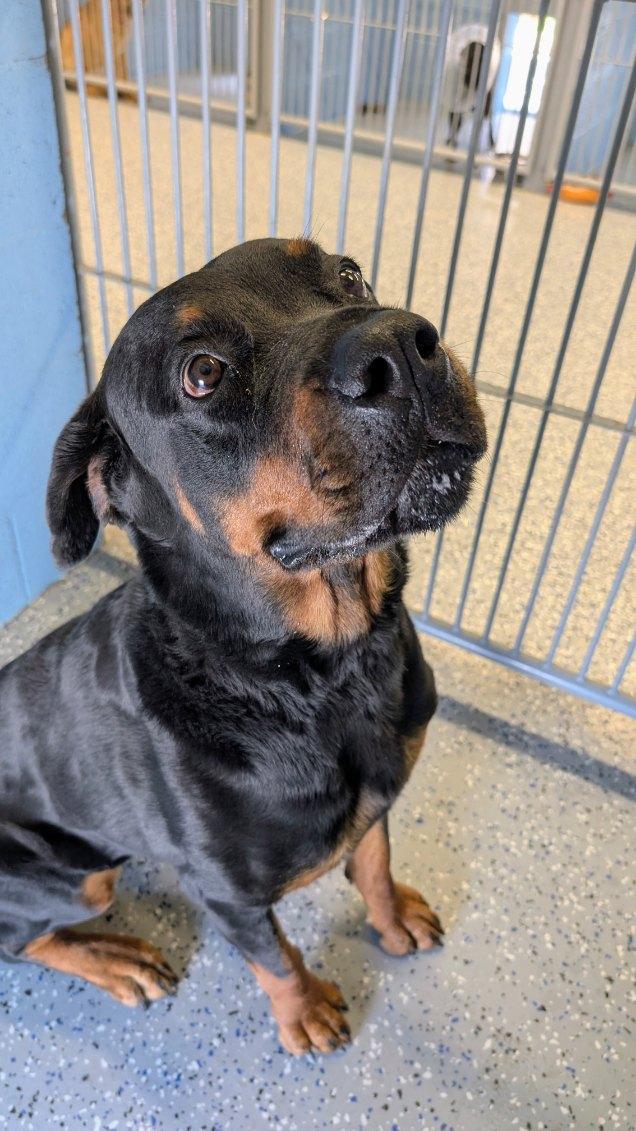 Enlarge Ella, a ADOPTABLE Rottweiler in Benson, AZ image 1/1