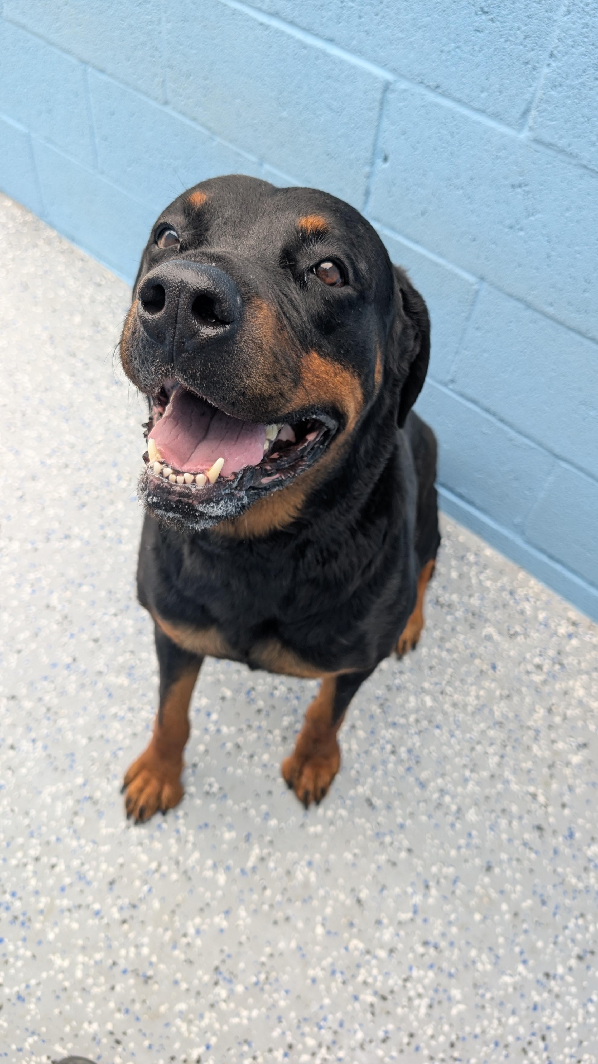 Enlarge Ella, a ADOPTABLE Rottweiler in Benson, AZ image 3/3