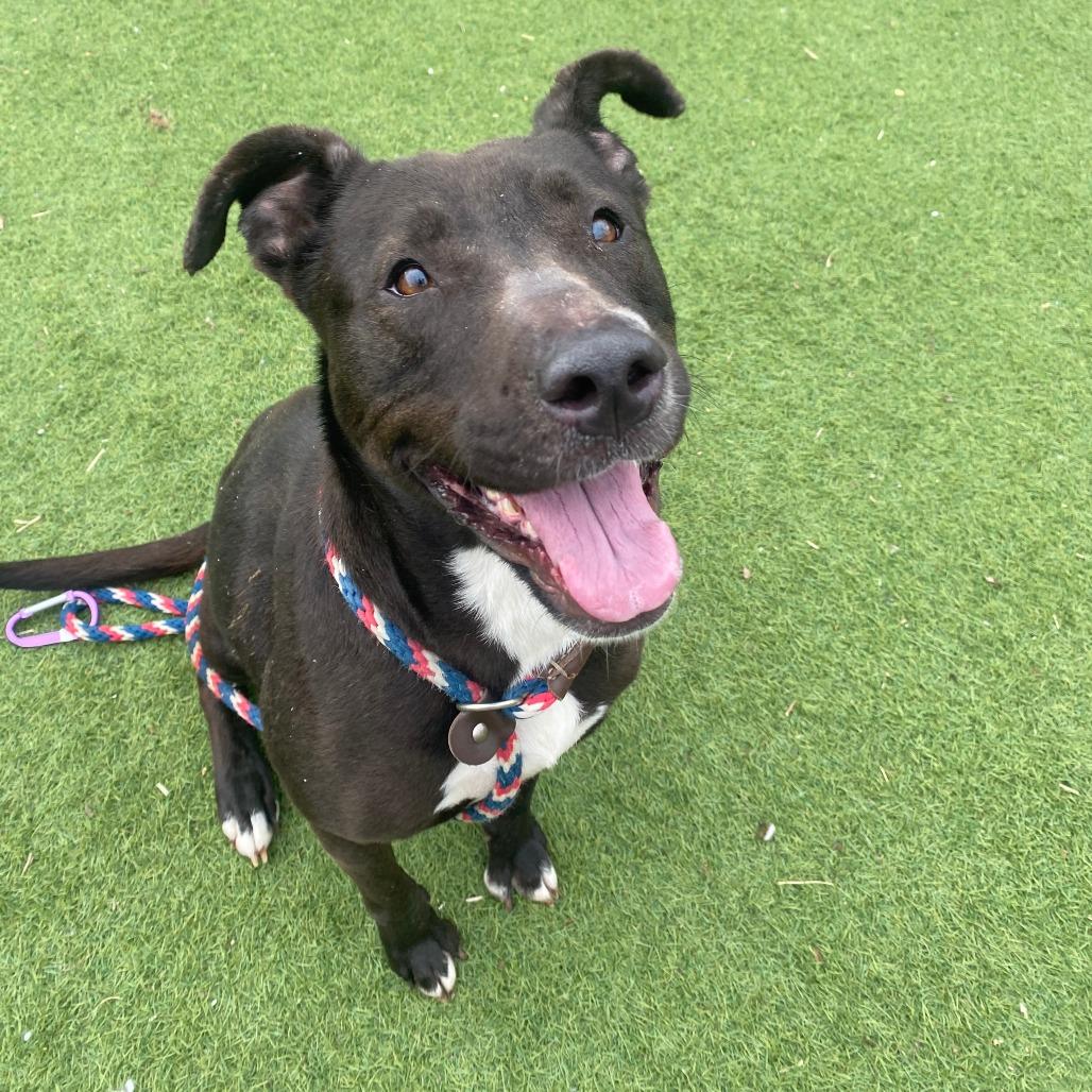 Monney, Adoptable, Adult Female Pit Bull Terrier.