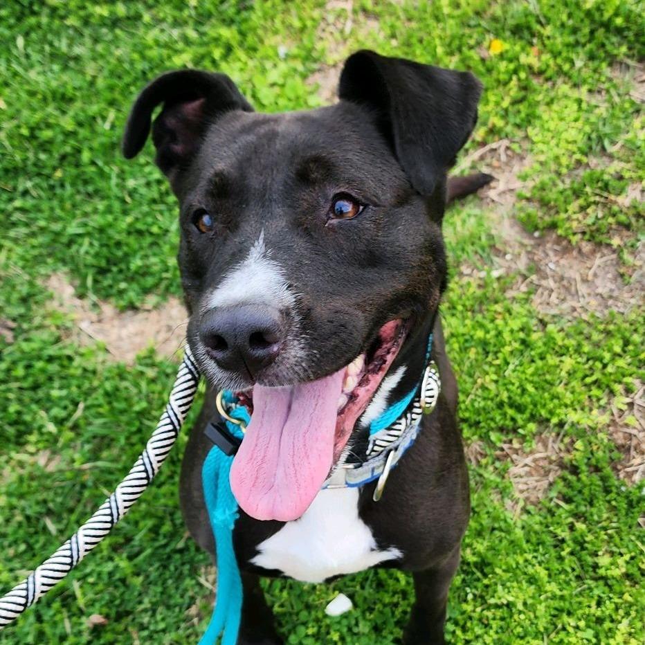 Enlarge Monney, a Adoptable Pit Bull Terrier in St. Louis, MO image 2/6