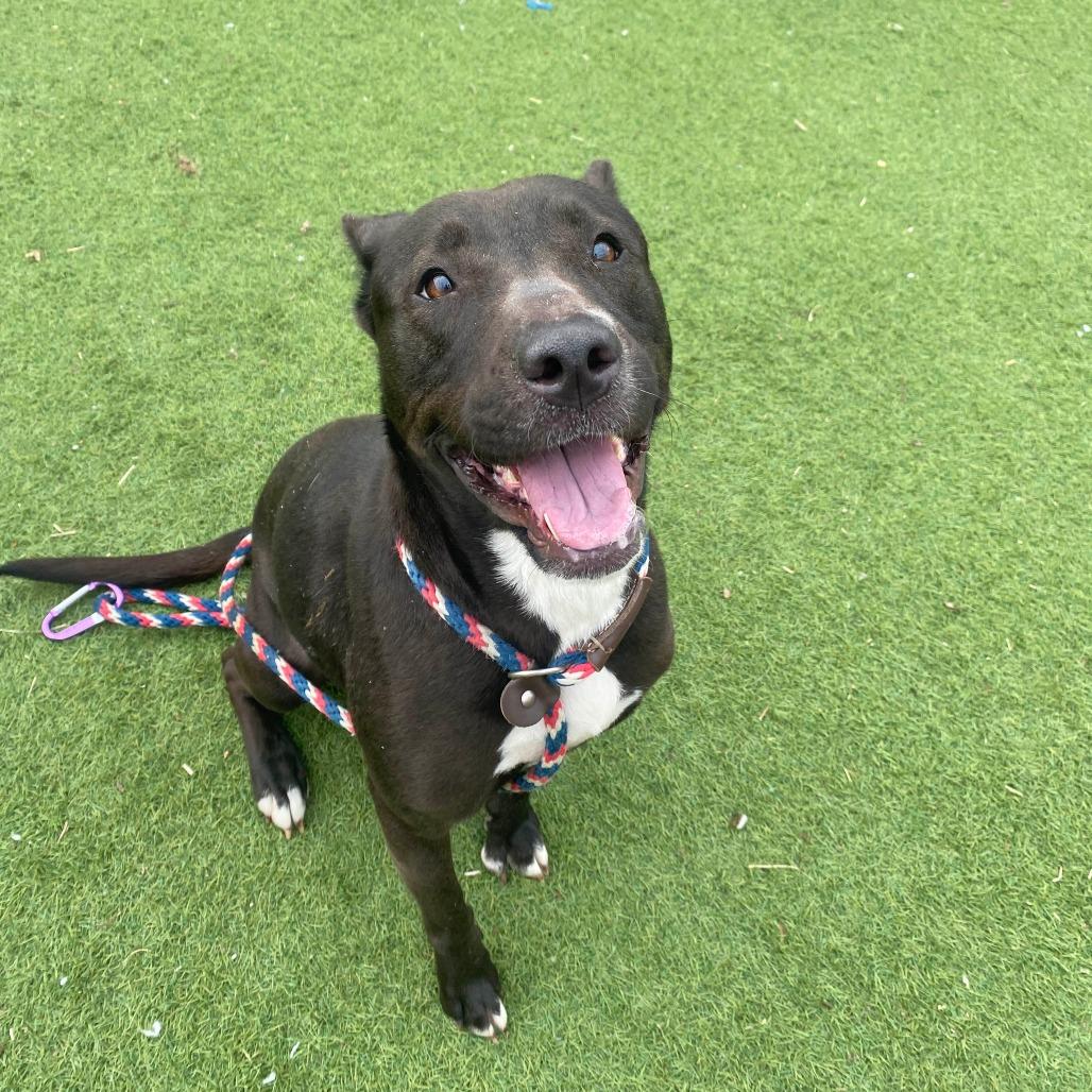 Enlarge Monney, a Adoptable Pit Bull Terrier in St. Louis, MO image 3/6