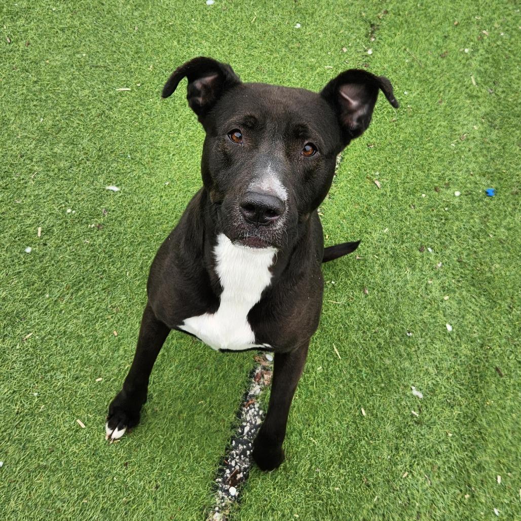 Enlarge Monney, a Adoptable Pit Bull Terrier in St. Louis, MO image 4/6