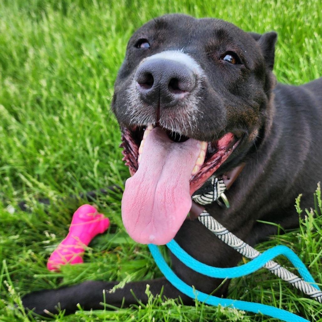 Enlarge Monney, a Adoptable Pit Bull Terrier in St. Louis, MO image 2/6