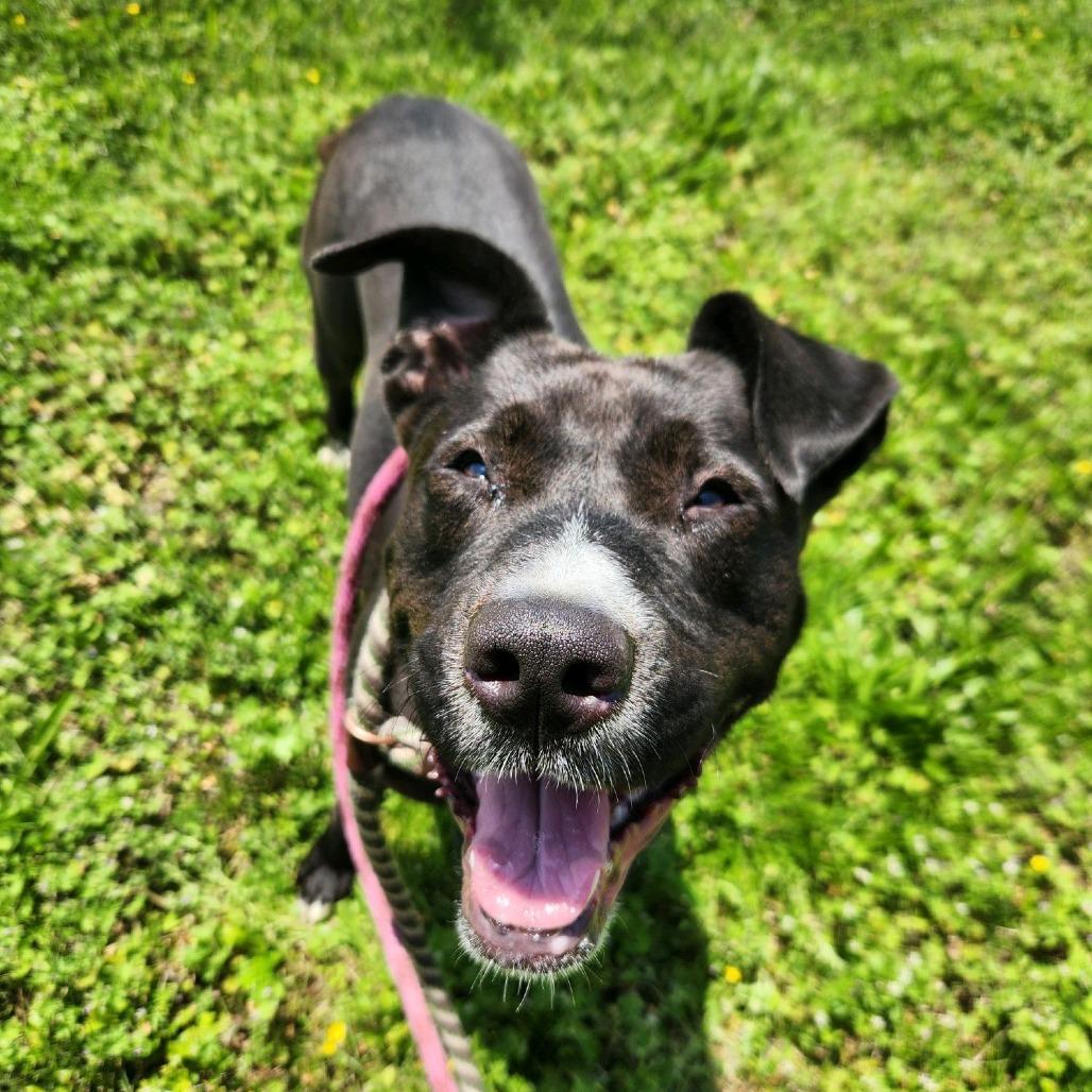 Enlarge Monney, a Adoptable Pit Bull Terrier in St. Louis, MO image 4/6