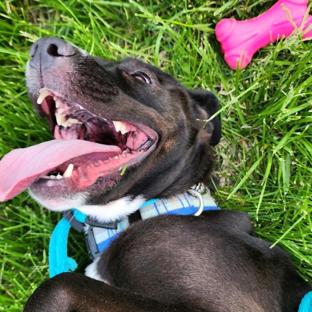 Enlarge Monney, a Adoptable Pit Bull Terrier in St. Louis, MO image 5/6