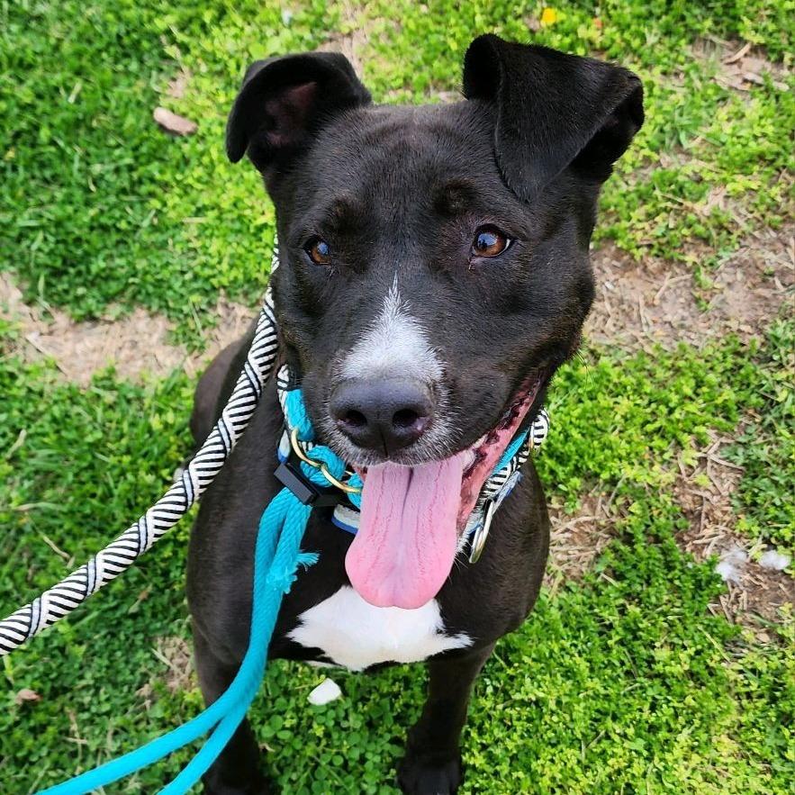 Enlarge Monney, a Adoptable Pit Bull Terrier in St. Louis, MO image 6/6