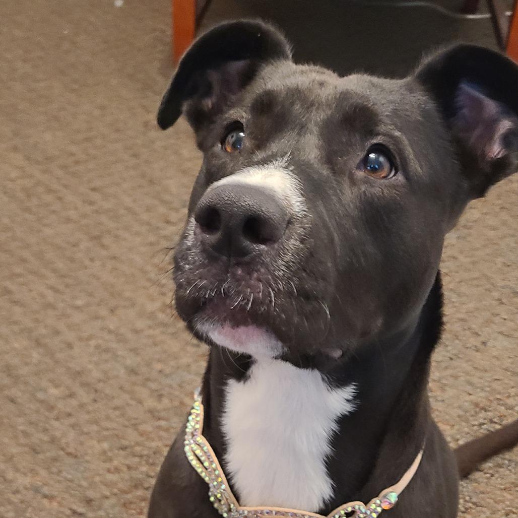 Enlarge Monney, a Adoptable Pit Bull Terrier in St. Louis, MO image 6/6