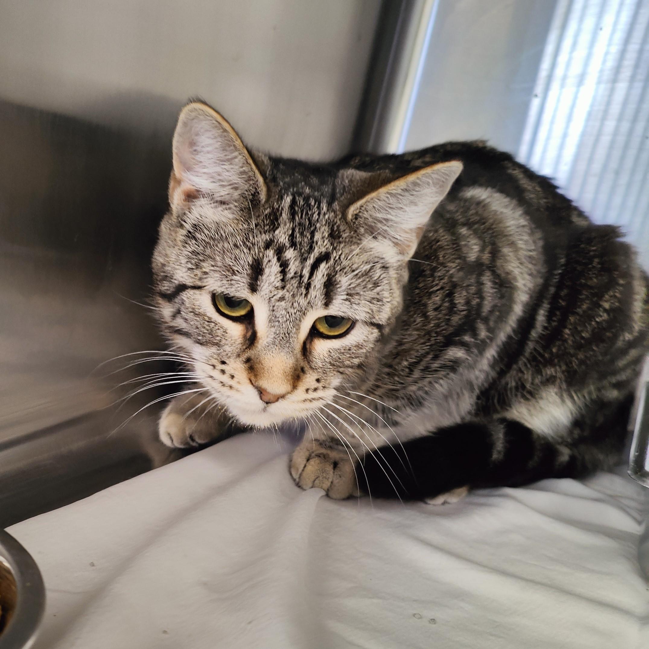 Enlarge Swirl, a Adoptable Domestic Short Hair in Jersey city, NJ image 2/2