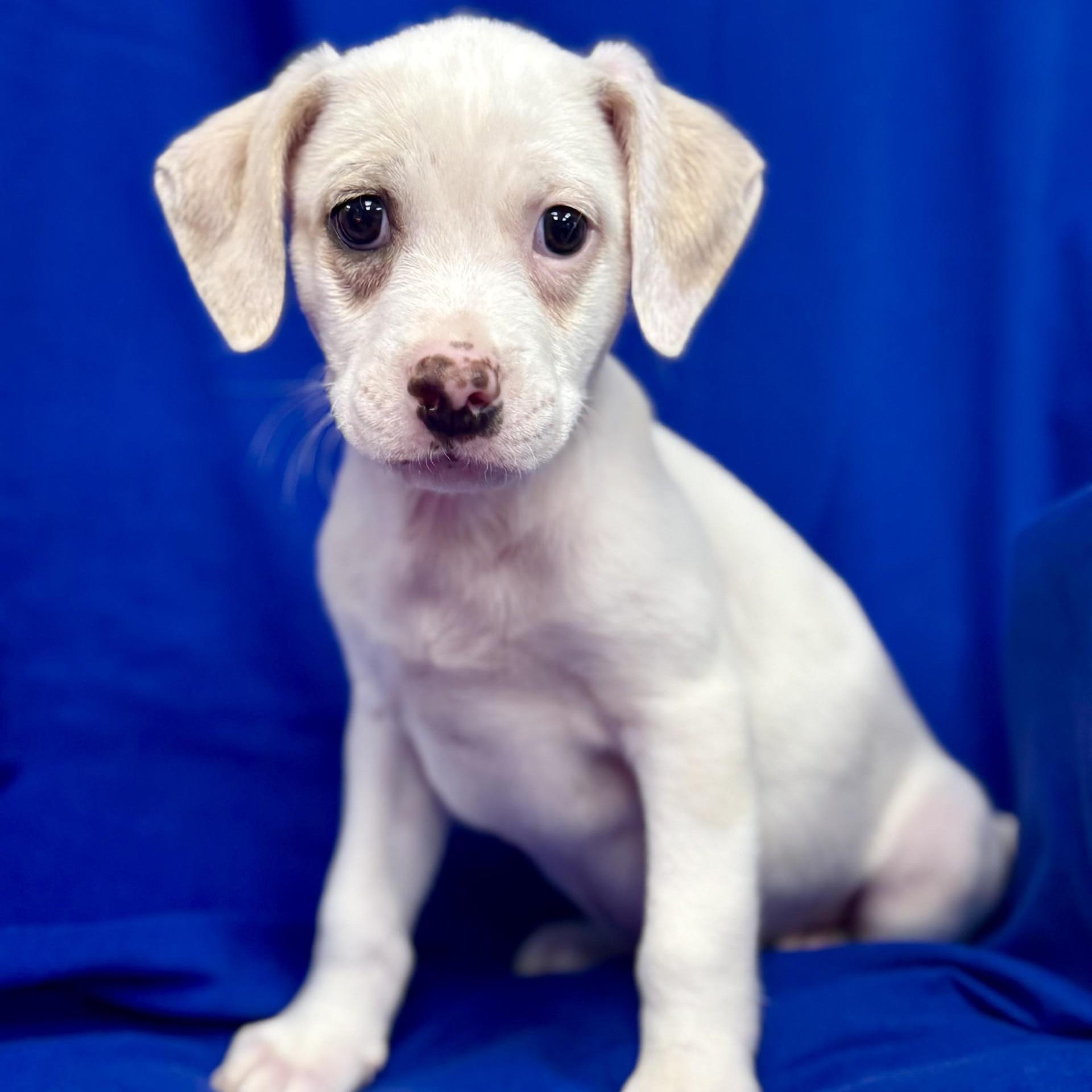 Geralt of Rivia (CONC-A-9027)