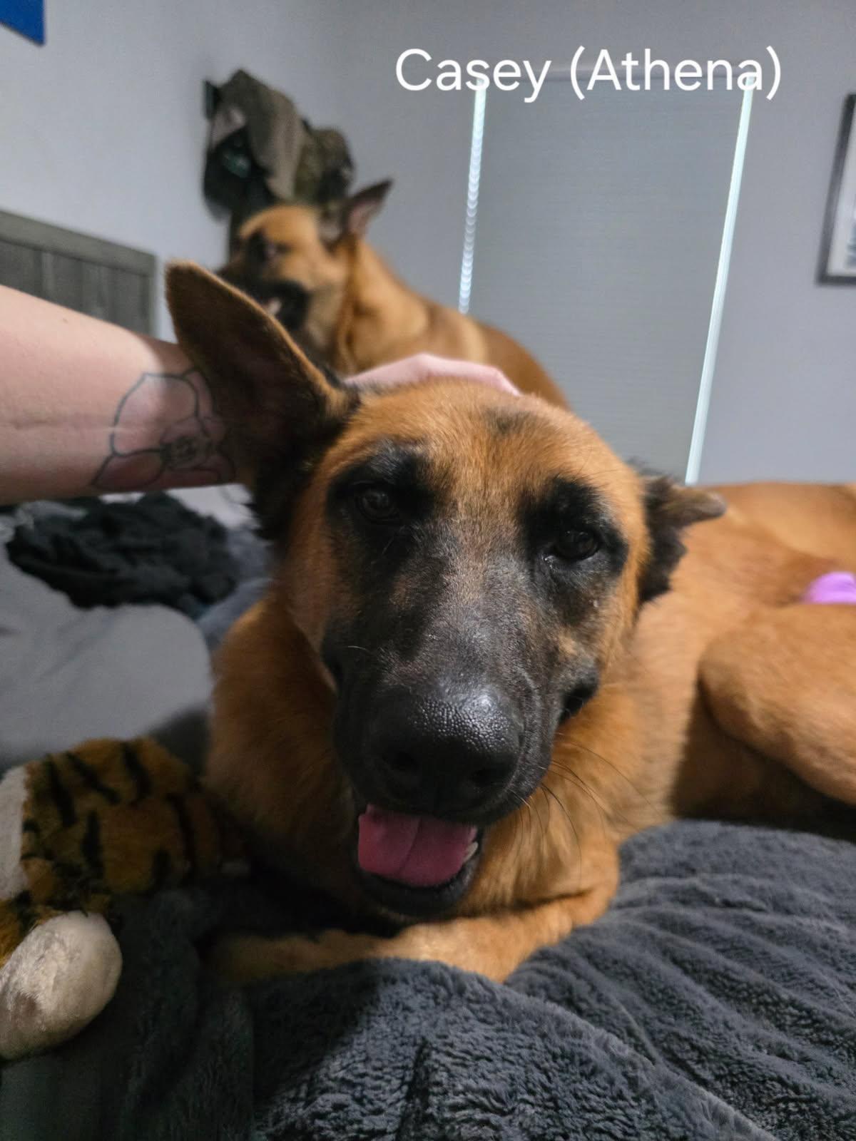 Athena, an adopted Belgian Shepherd / Malinois in O Fallon, IL image 4/6