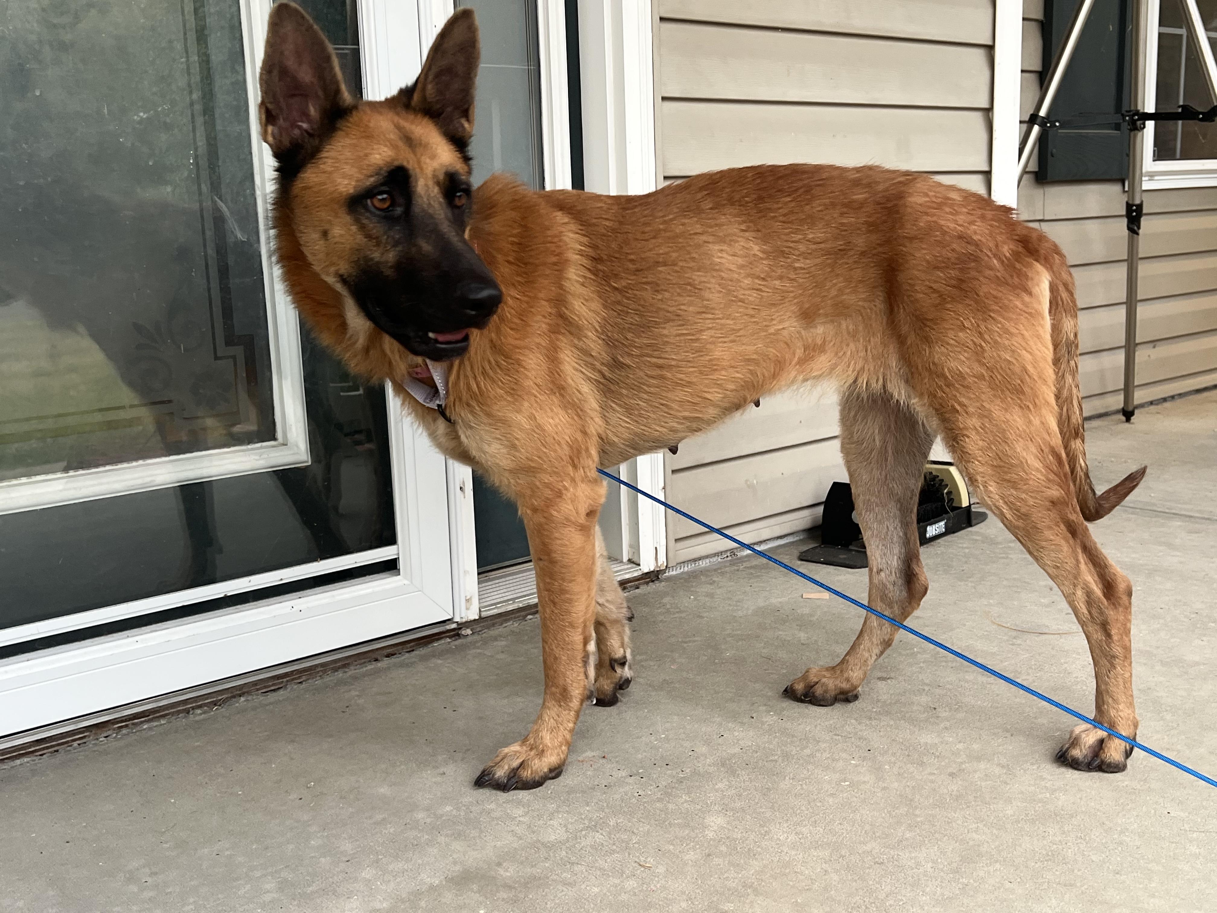 Athena, an adopted Belgian Shepherd / Malinois in O Fallon, IL image 1/6