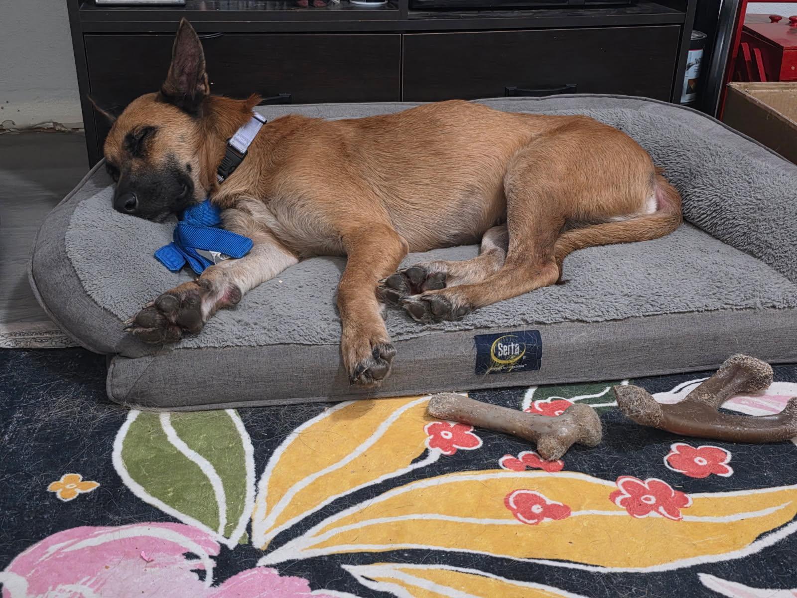 Athena, an adopted Belgian Shepherd / Malinois in O Fallon, IL image 3/6
