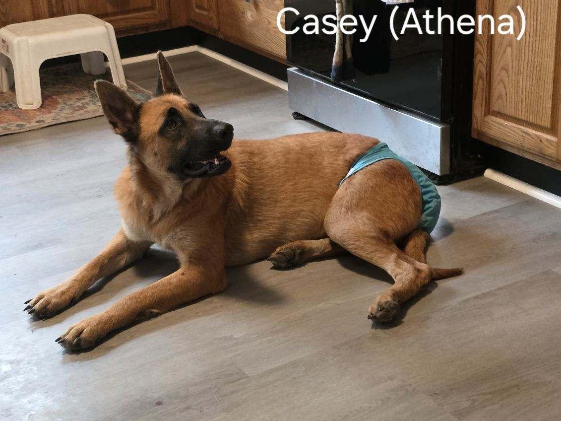 Athena, an adopted Belgian Shepherd / Malinois in O Fallon, IL image 5/6