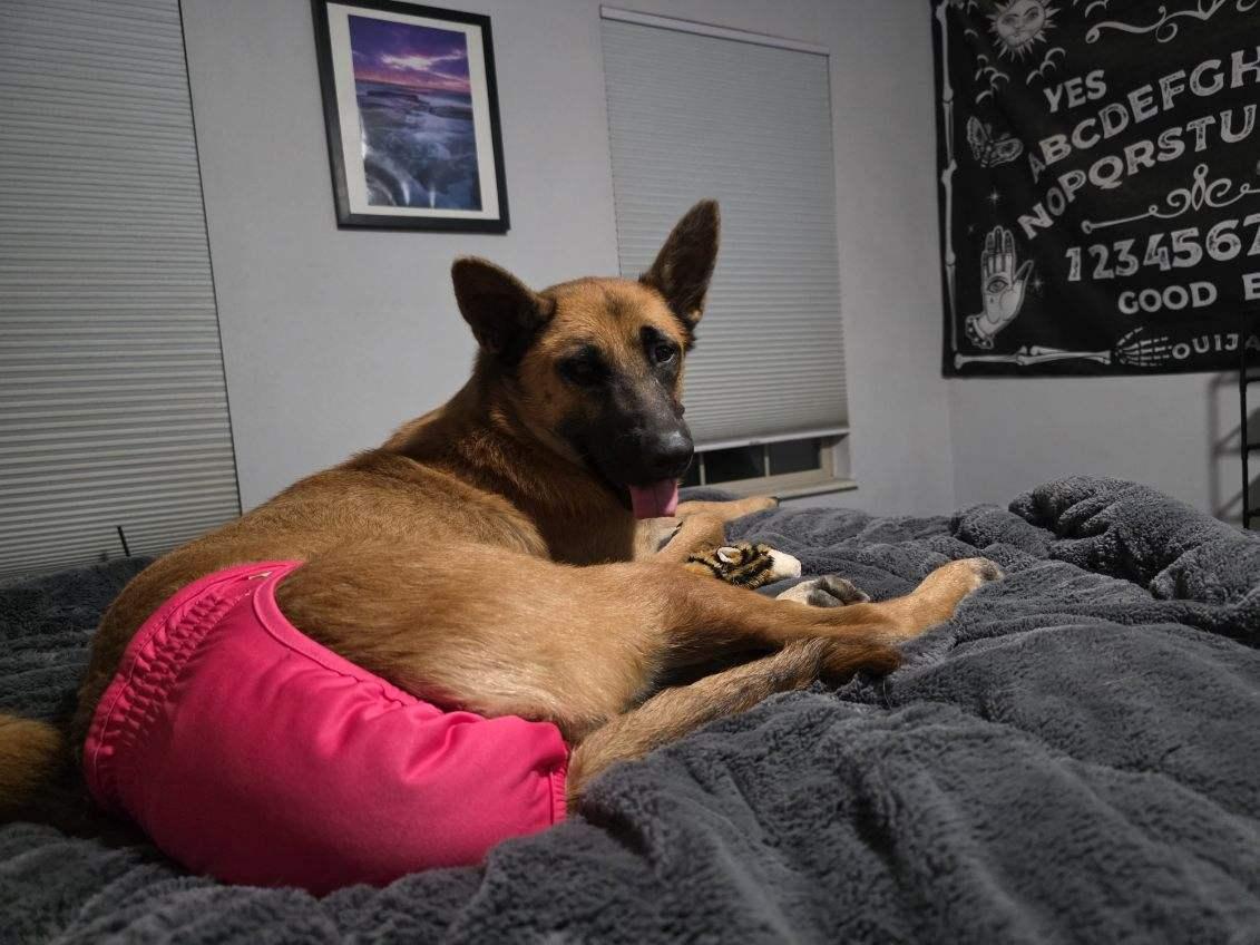 Athena, an adopted Belgian Shepherd / Malinois in O Fallon, IL image 6/6