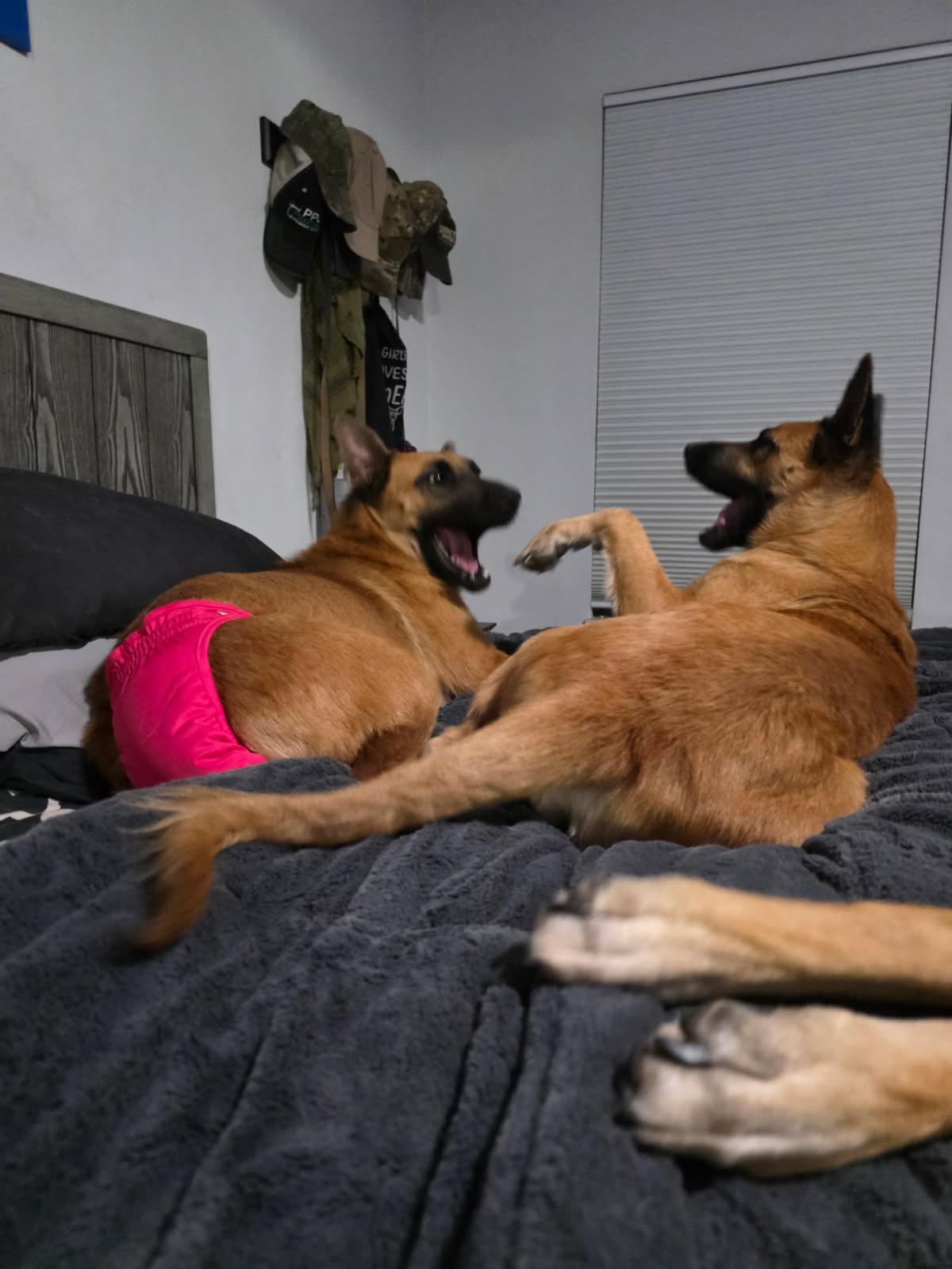 Athena, an adopted Belgian Shepherd / Malinois in O Fallon, IL image 2/6