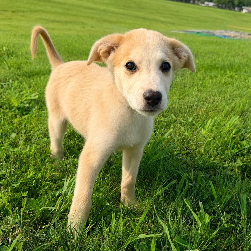 BEAU, an adopted mixed breed in La Grange, KY image 4/5