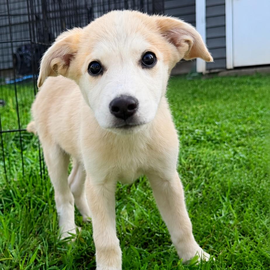 BEAU, an adopted mixed breed in La Grange, KY image 2/5
