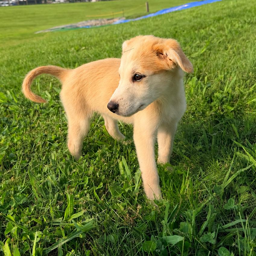 BEAU, an adopted mixed breed in La Grange, KY image 5/5