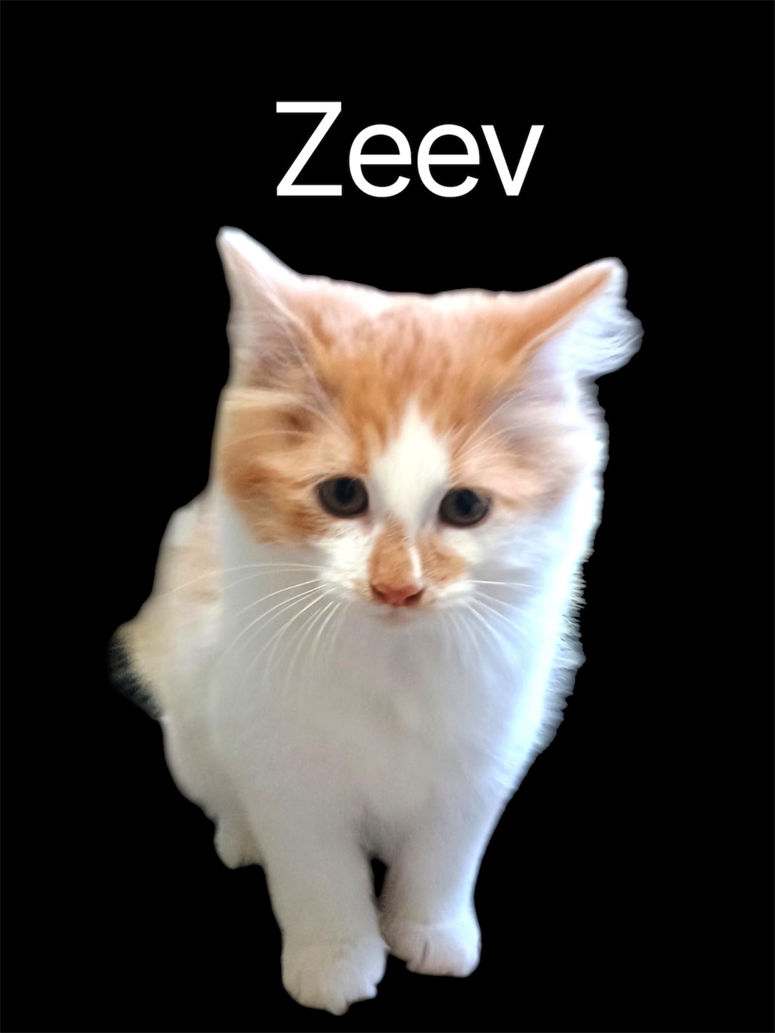 Enlarge Zeev, a ADOPTABLE Domestic Long Hair in Auburn, CA image 1/1