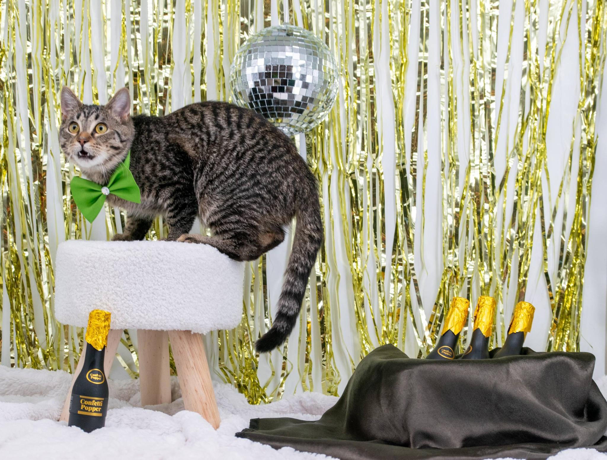 SANTA PAWS, ADOPTABLE, Young Male Domestic Short Hair.