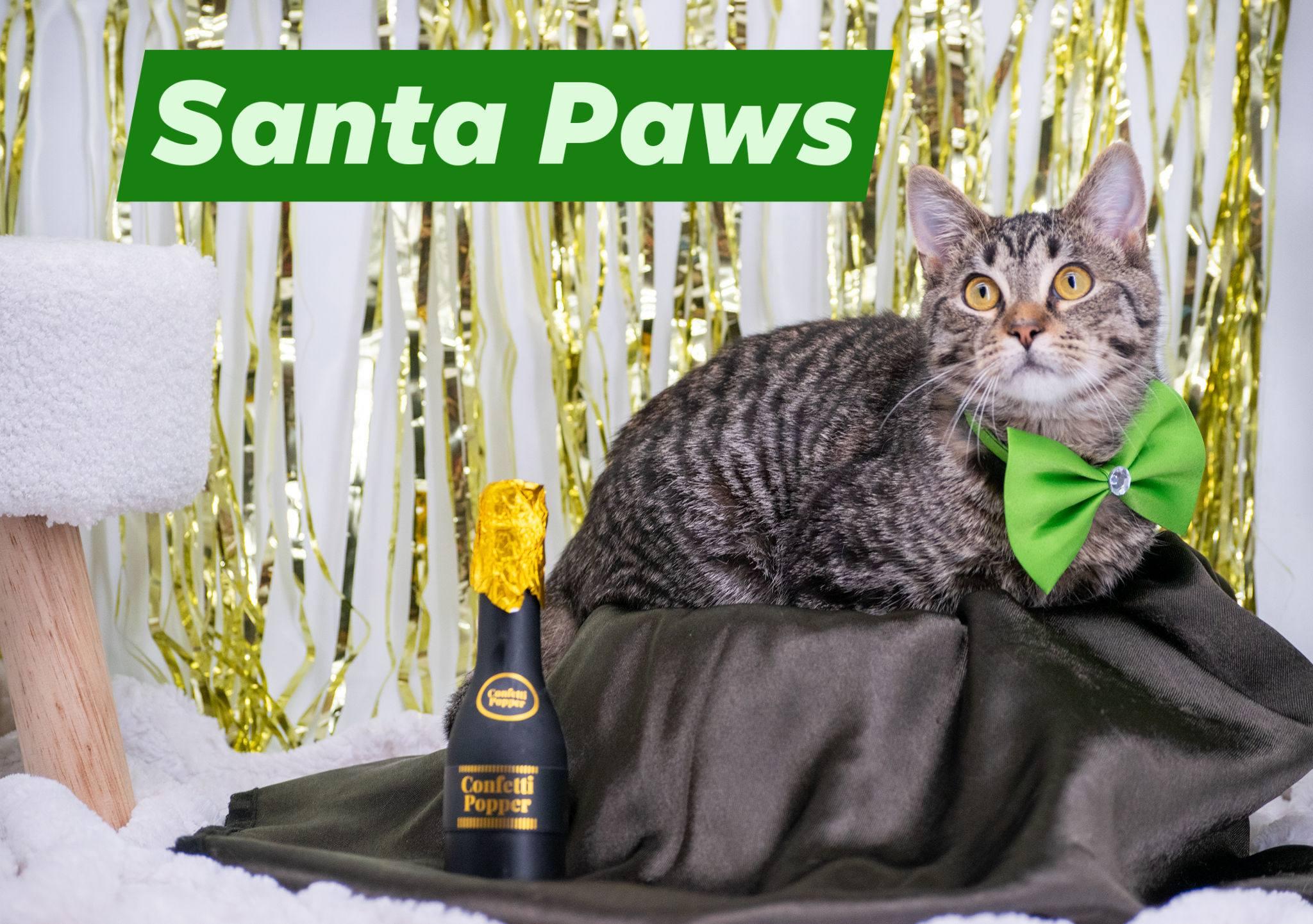 SANTA PAWS, a ADOPTABLE mixed breed in Sevierville, TN image 2/4