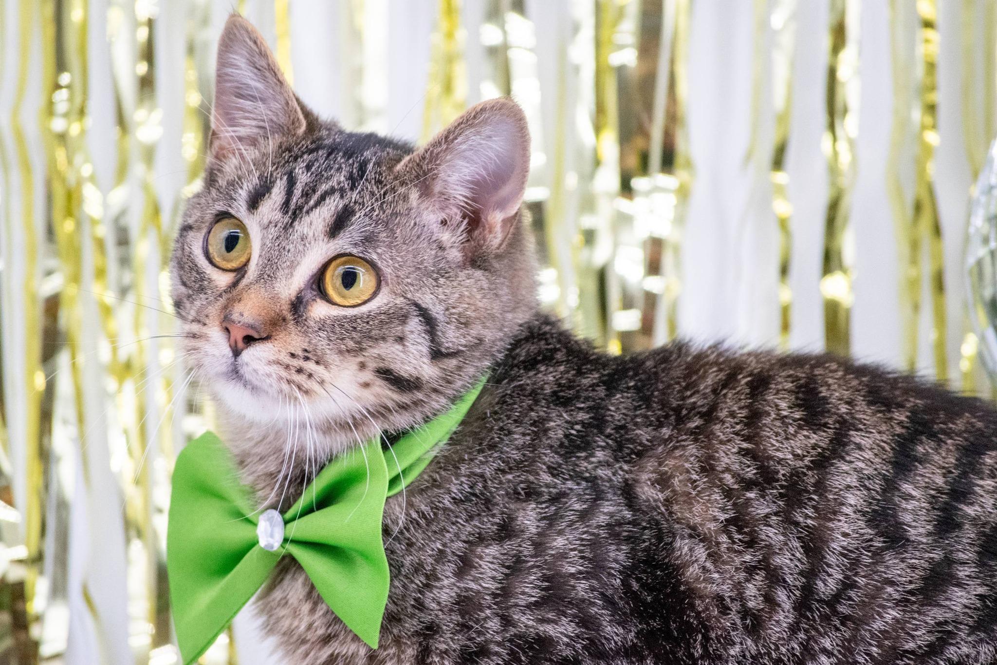 SANTA PAWS, a ADOPTABLE mixed breed in Sevierville, TN image 3/4