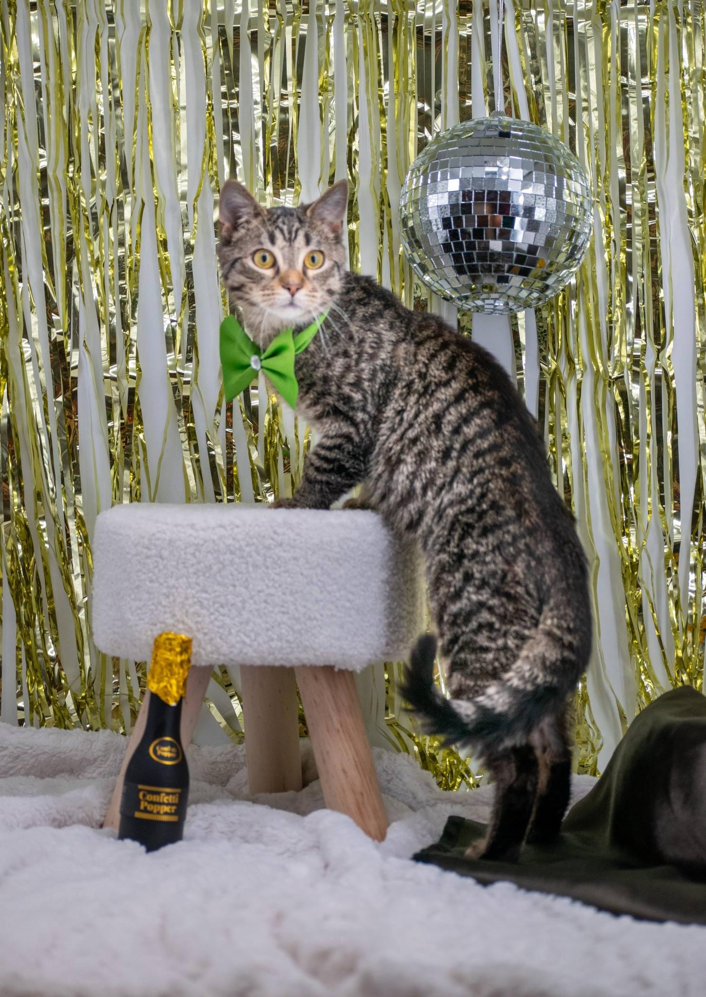 SANTA PAWS, a ADOPTABLE mixed breed in Sevierville, TN image 4/4