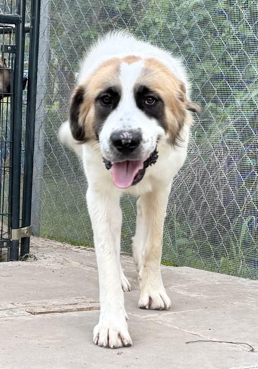 Enlarge POLLY- HOUSTON TX, an adopted mixed breed in Alvin, TX image 2/4