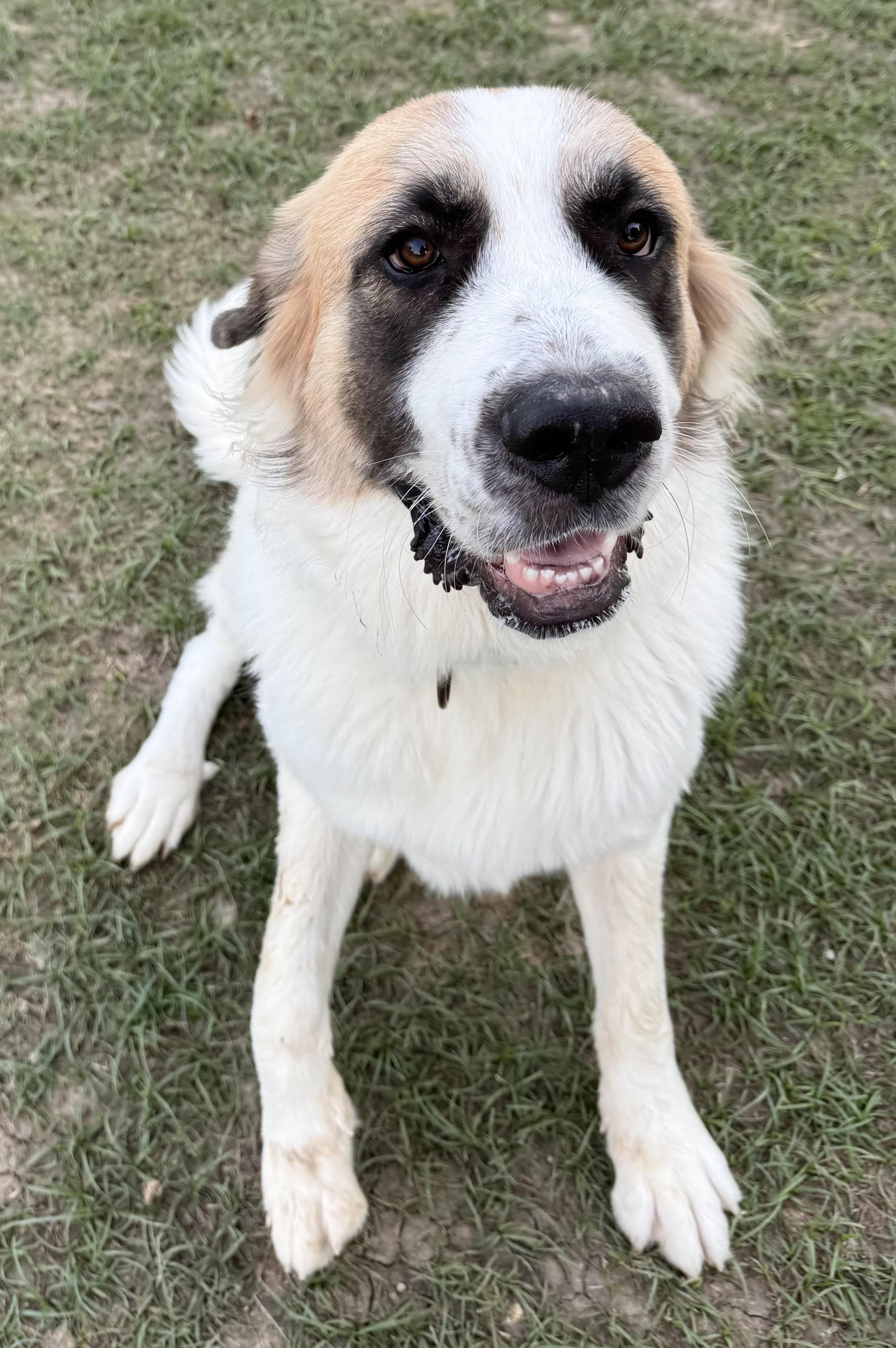 Enlarge POLLY- HOUSTON TX, an adopted mixed breed in Alvin, TX image 1/4