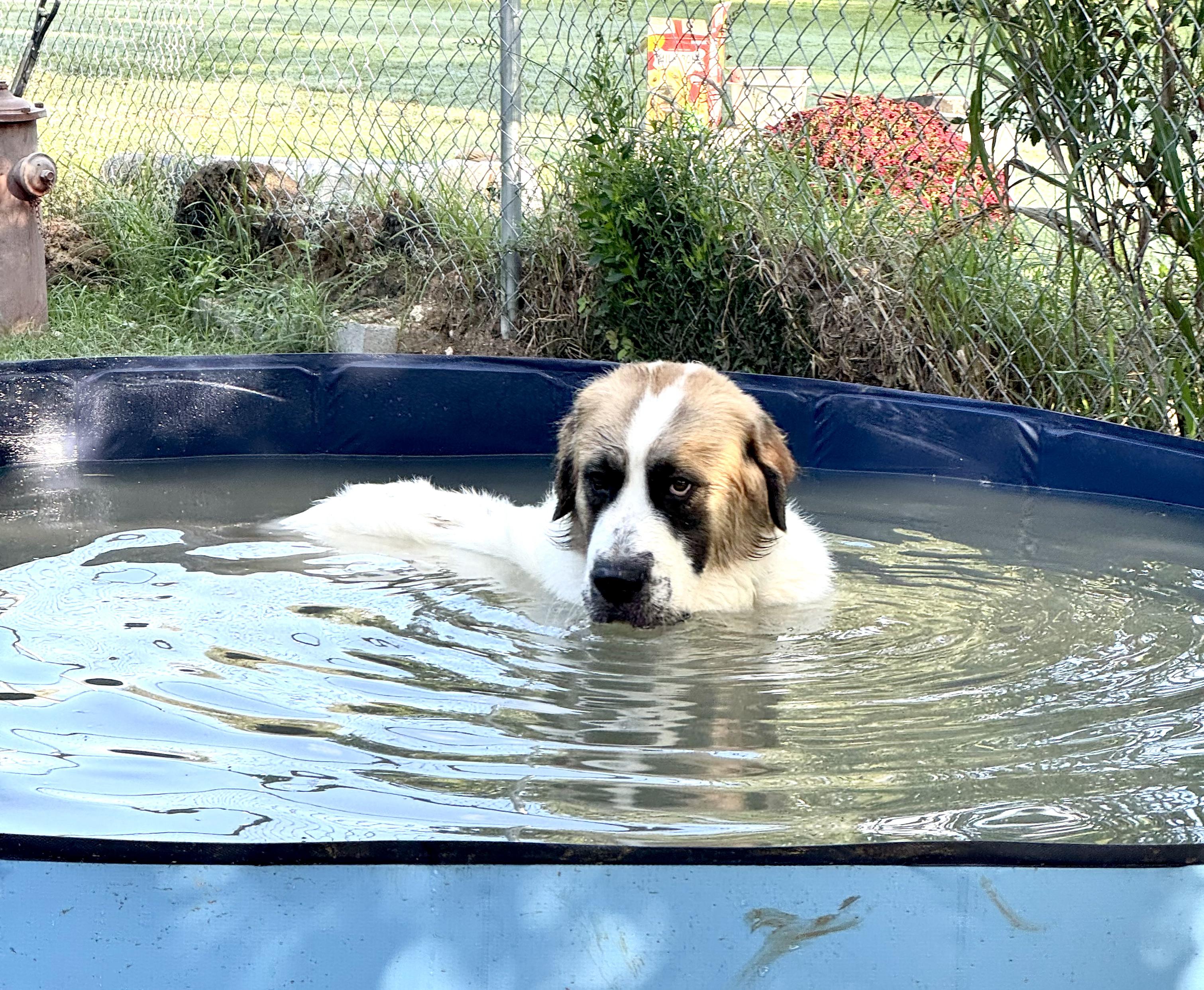 Enlarge POLLY- HOUSTON TX, an adopted mixed breed in Alvin, TX image 3/4