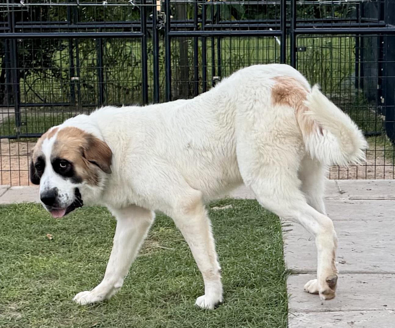 Enlarge POLLY- HOUSTON TX, an adopted mixed breed in Alvin, TX image 4/4
