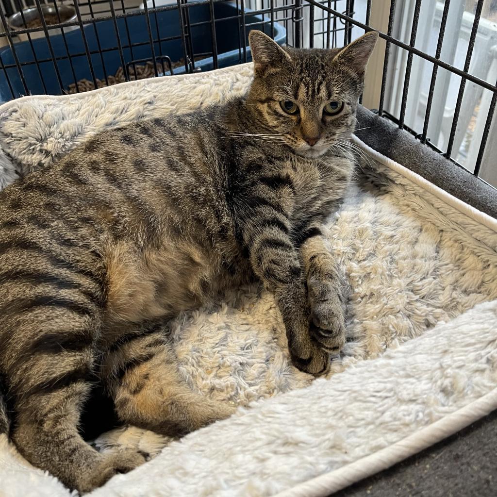 Baby - My adoption fee is fully sponsored - In loving memory of Denver and Rosco, Adoptable, Adult Female Domestic Short Hair.