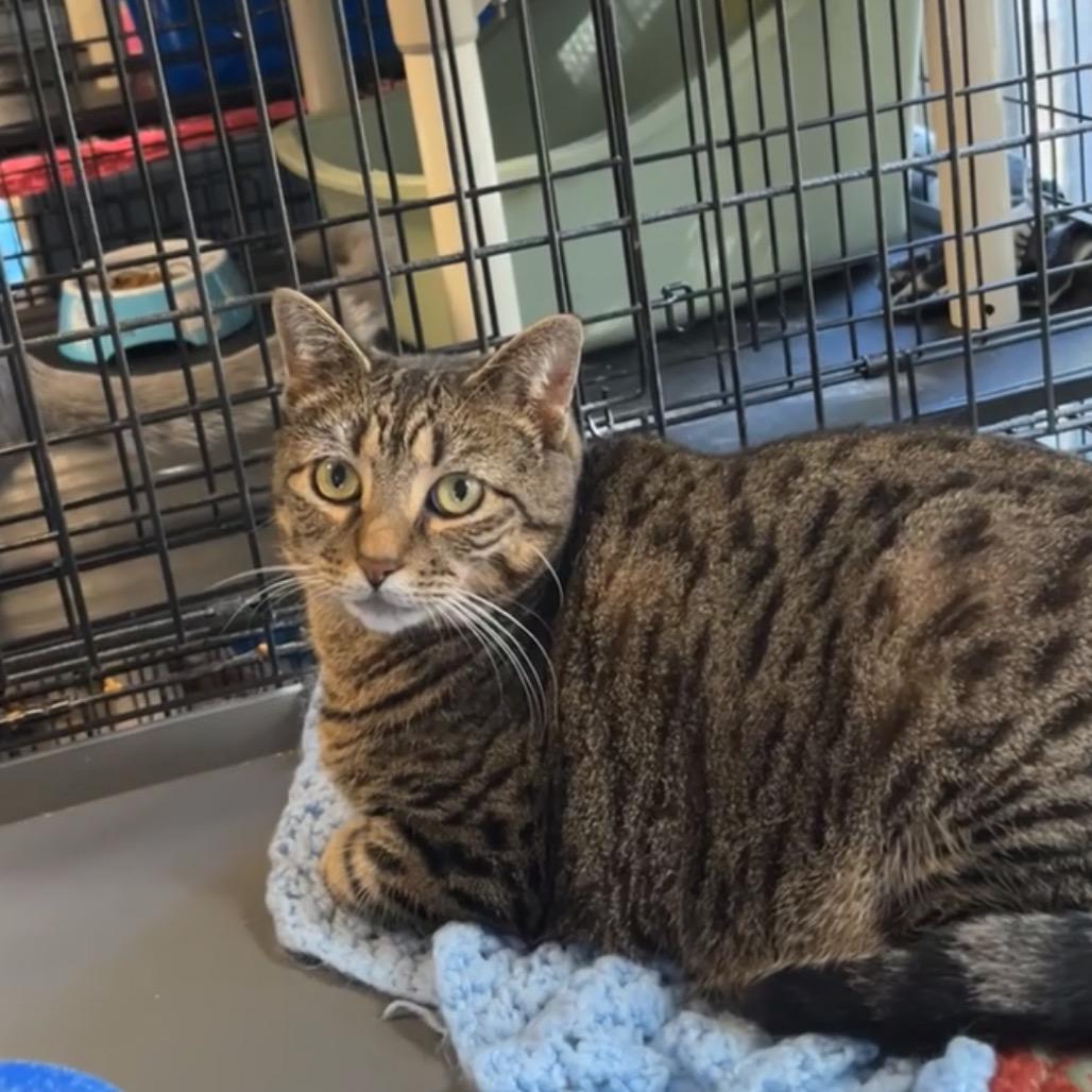 Enlarge Baby - My adoption fee is fully sponsored - In loving memory of Denver and Rosco, a Adoptable Domestic Short Hair in Wappingers Falls, NY image 2/2