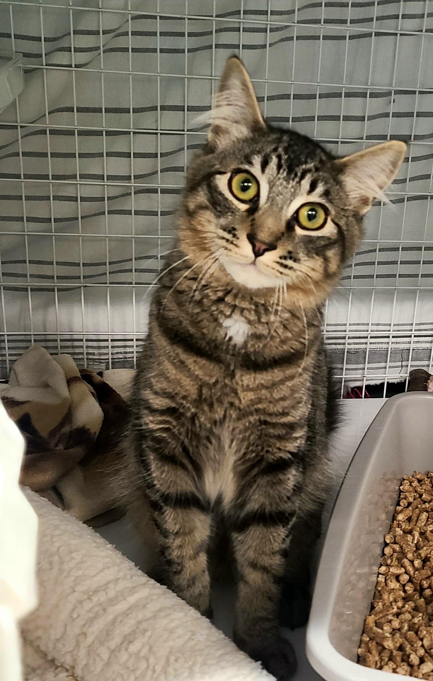 Pacey, ADOPTABLE, Kitten Female Domestic Short Hair.