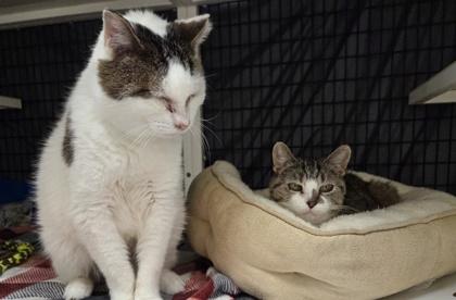 Wilbur [Bonded to Priscilla], Adoptable, Young Male Domestic Short Hair & Domestic Short Hair.