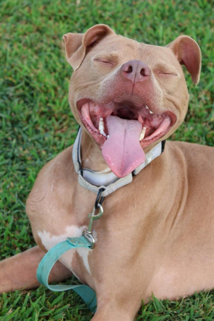 Oatly, Adoptable, Young Male Mixed Breed.